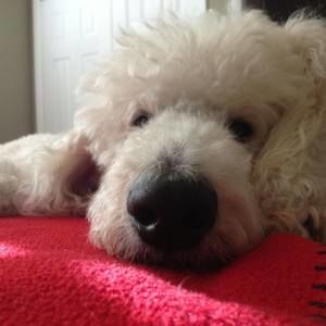 Meet your Posher, Camille